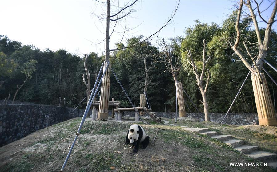 China's giant pandas leave for Finland(1/8)