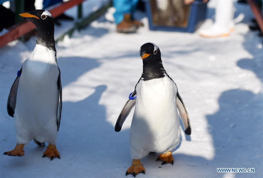 Penguins enjoy cold weather at Harbin Polarland(1/5)