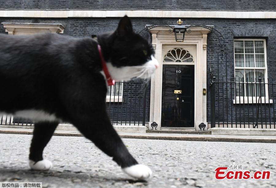 Foreign Office staff told to stop feeding Palmerston the cat(1/4)