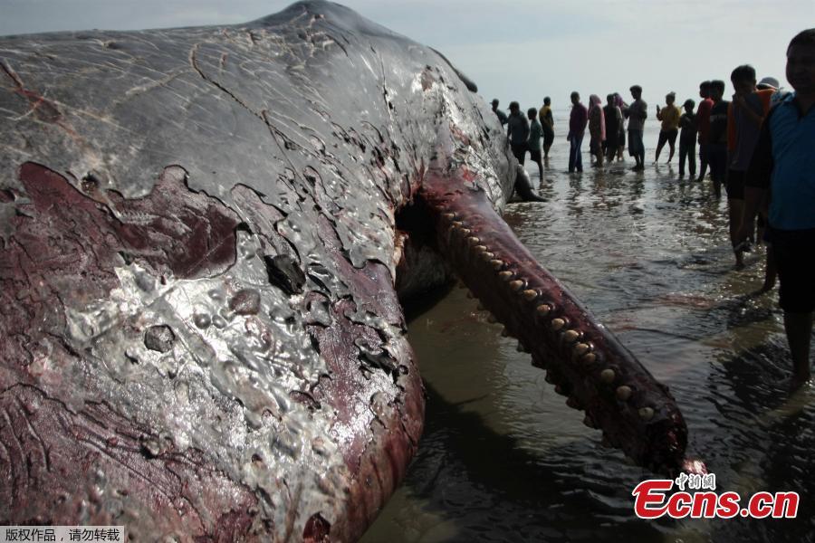 Dead sperm whale in Indonesia(1/2)