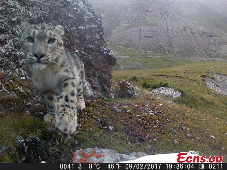 Nature reserve releases snow leopard pictures(1/5)