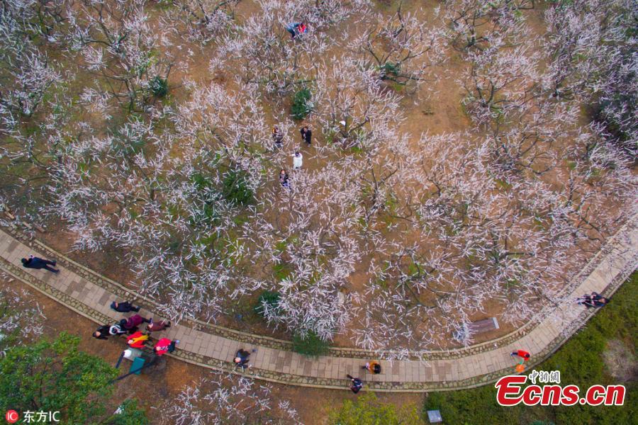 Beautiful sea of plum blossom in Hangzhou(1/3)