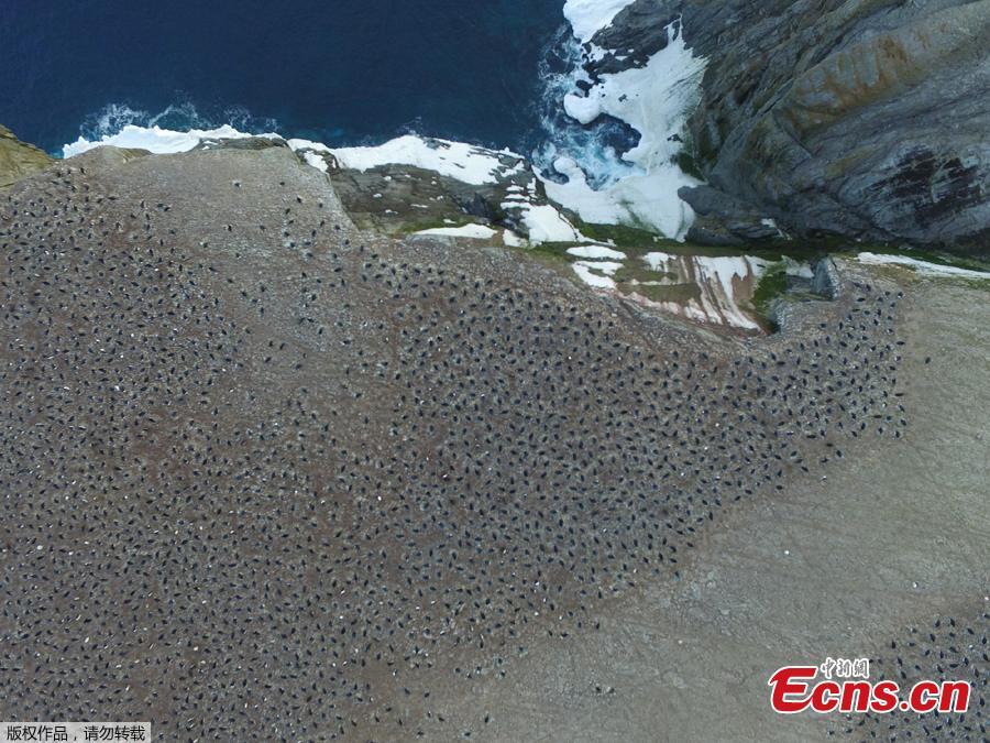 Aerial footage shows an enormous breeding colony of Adélie penguins on the Danger Islands in the Weddell Sea, on the east side of the Antarctic Peninsula.(Photo/Agencies)