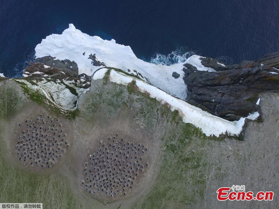 Aerial footage shows an enormous breeding colony of Adélie penguins on the Danger Islands in the Weddell Sea, on the east side of the Antarctic Peninsula.(Photo/Agencies)