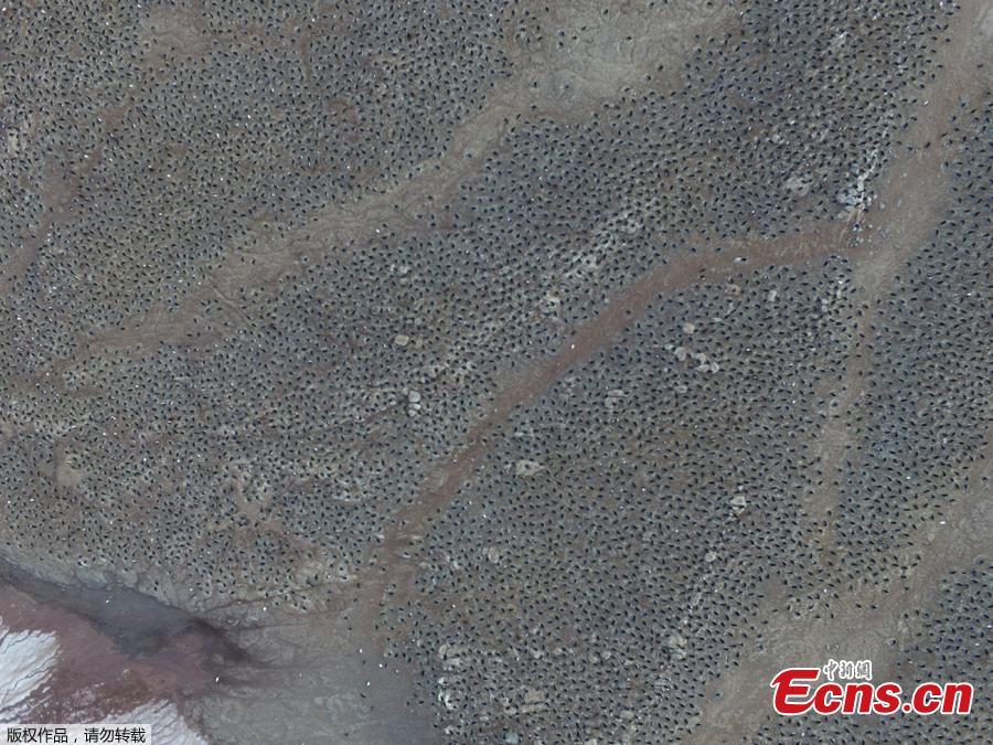 Aerial footage shows an enormous breeding colony of Adélie penguins on the Danger Islands in the Weddell Sea, on the east side of the Antarctic Peninsula.(Photo/Agencies)