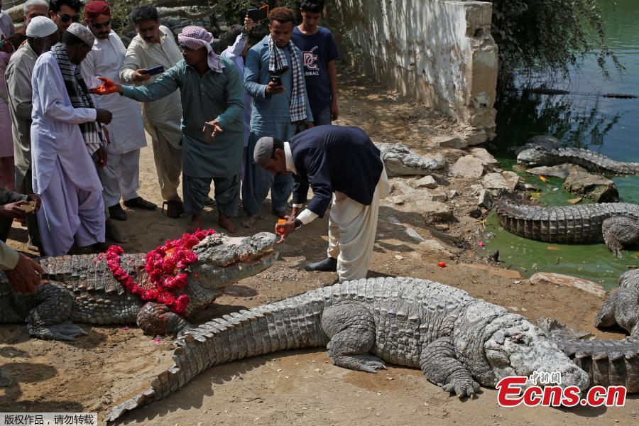 Pakistani devotees celebrate alligator festival(1/3)
