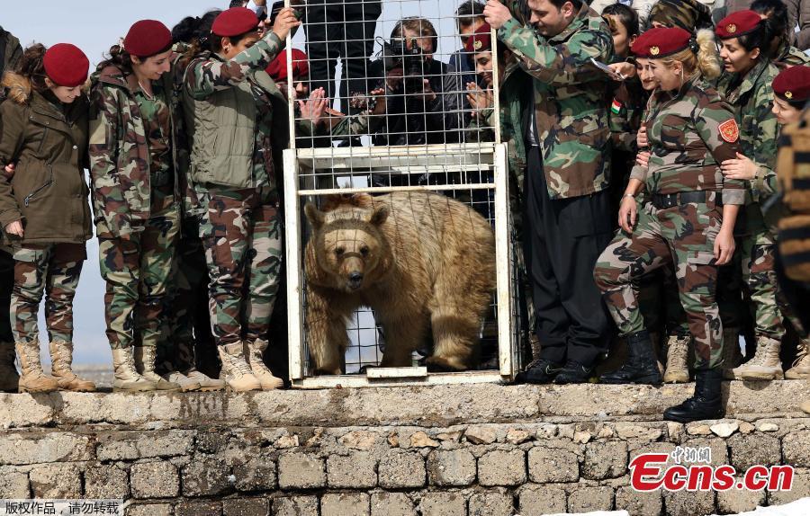 Bear rescued from private home by Iraqi animal rights activists(1/5)