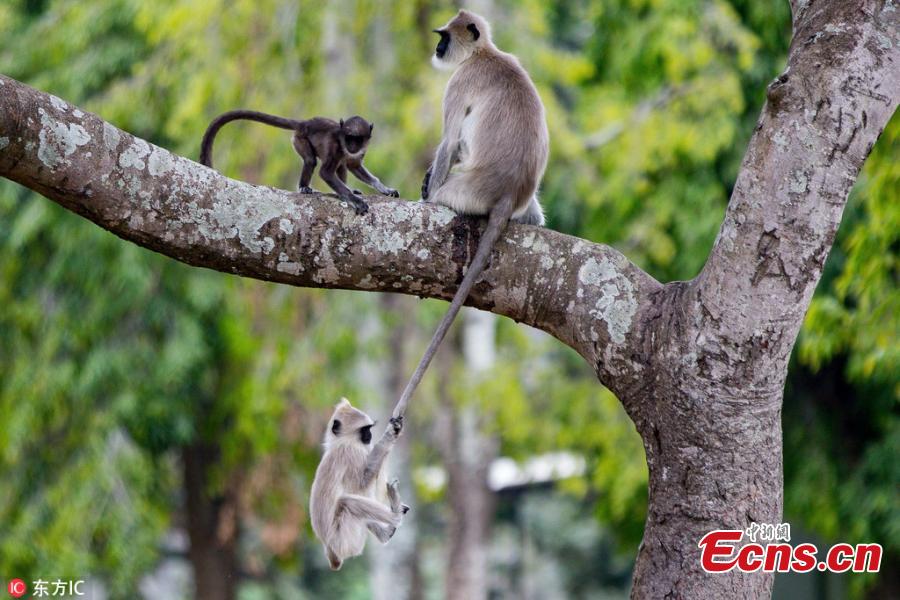 Cheeky monkey hangs from mum's tail in India(1/4)