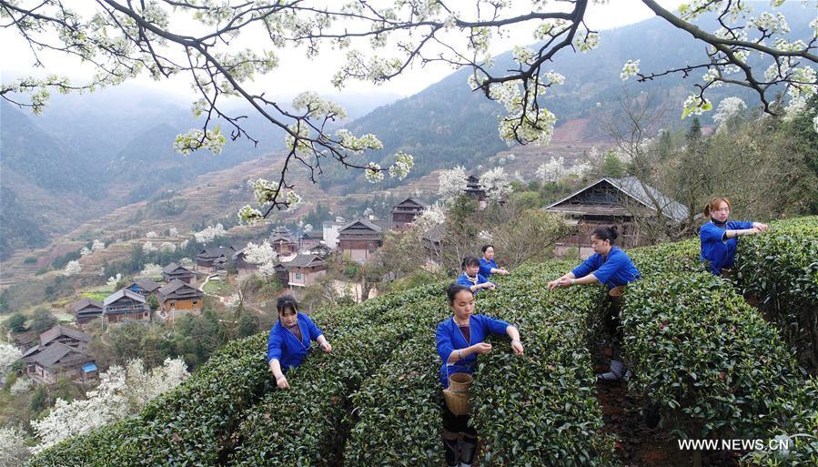 Spring tea enters picking season across China(1/5)