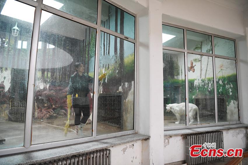 Li Yimeng works at the Changchun Zoo and Botanical Garden in Changchun City, the capital of Northeast China\'s Jilin Province. The 27-year-old postgraduate student in veterinary science at Jilin University is responsible for looking after seven tigers and one lion, task that including preparing food and cleaning their dens. (Photo: China News Service/Zhang Yao)