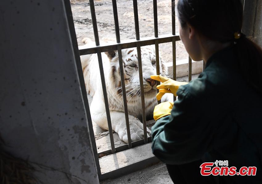 Keeper Li Yimeng observes a tiger at the Changchun Zoo and Botanical Garden in Changchun City, the capital of Northeast China\'s Jilin Province. The 27-year-old postgraduate student in veterinary science at Jilin University is responsible for looking after seven tigers and one lion, task that including preparing food and cleaning their dens. (Photo: China News Service/Zhang Yao)