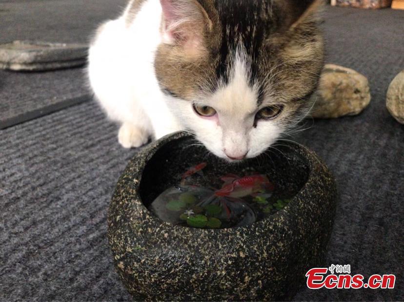 Graduate's resin painting deceives a cat(1/5)