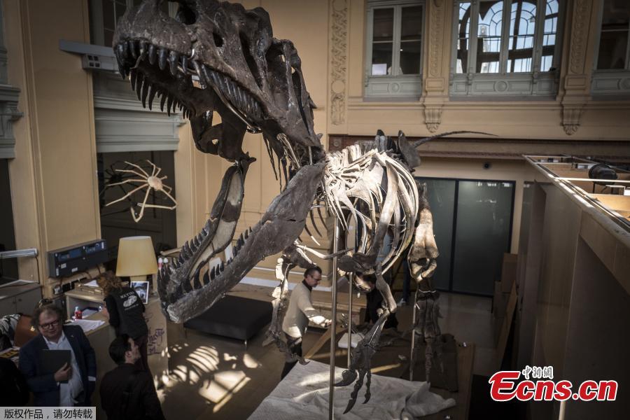 A dinosaur skeleton is displayed before its auction by Aguttes auction house in Lyon, France, March 14, 2018. The skeleton of a carnivorous dinosaur 150 million years ago measures 9 meters long and 2.5 meters high. It was found in Wyoming, the United States in 2013. (Photo/Agencies)