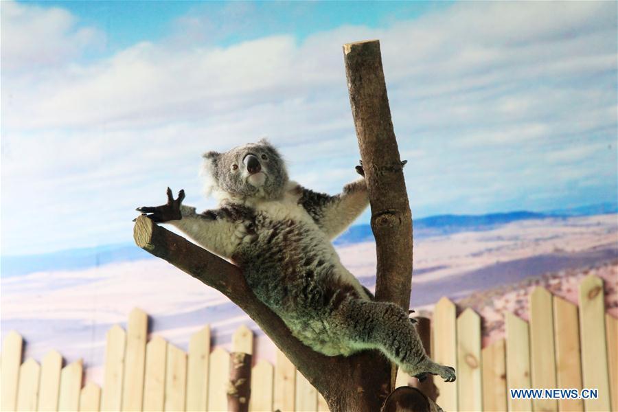 Koala meets public at Hongshan Forest Zoo in east China(1/6)