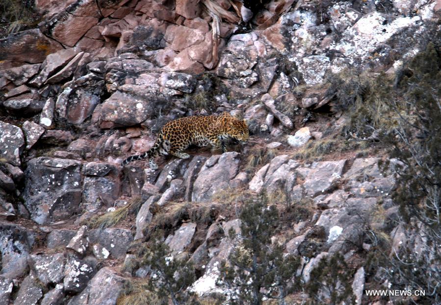 Ranger photographs rare leopard in NW China(1/3)