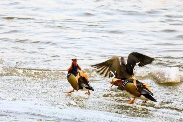 Endangered mergansers spotted in Jilin(1/9)