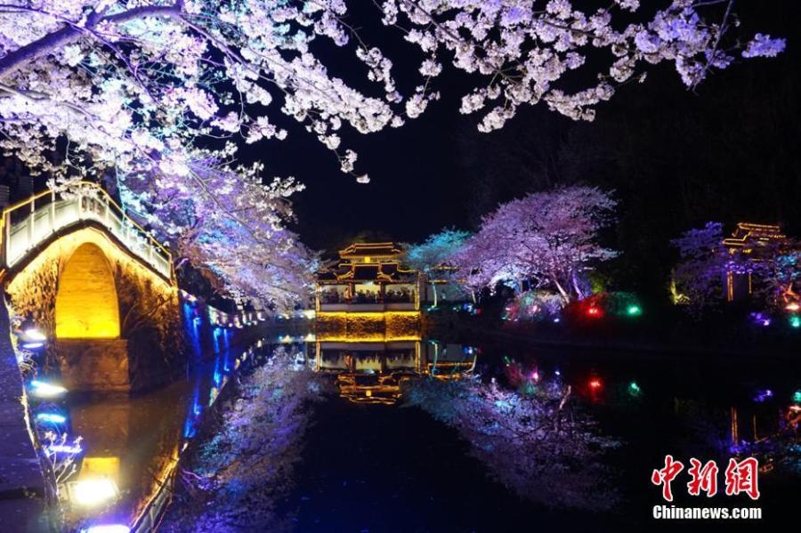 Night scene of cherry blossoms in Wuxi a great attraction(1/9)