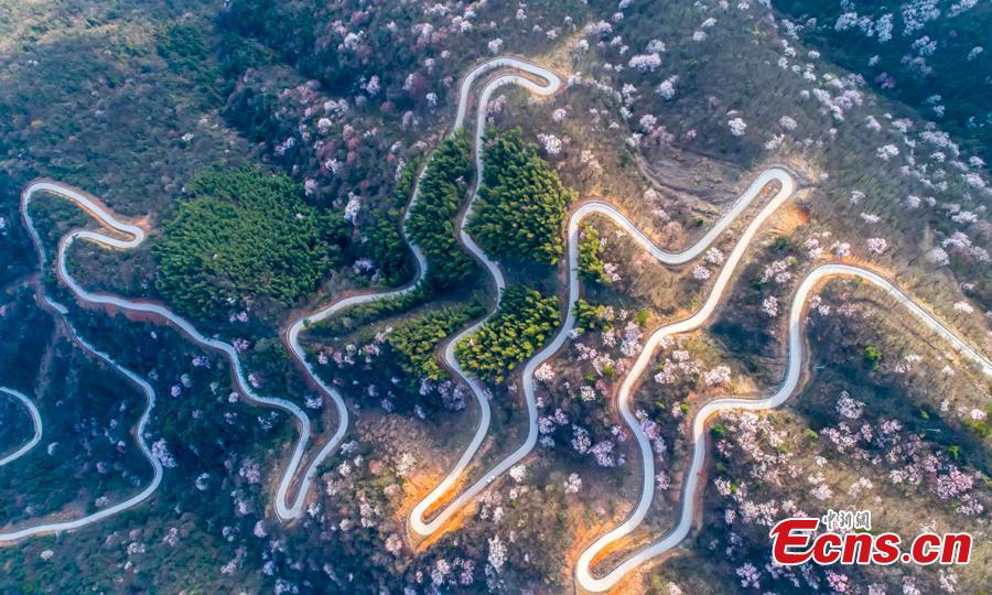 Winding road in cherry blossoms(1/2)