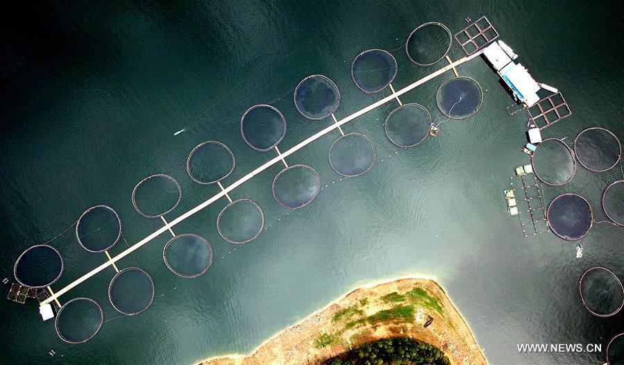 Aerial view of fisheries on Hongshui River, S China's Guangxi(1/8)