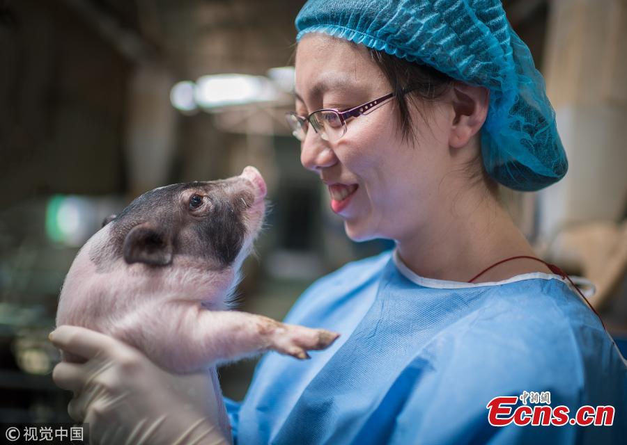Scientists create pig model of Huntington's disease(1/3)