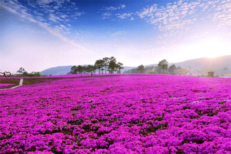 Beautiful creeping phlox blossoms in Jiangsu(1/7)