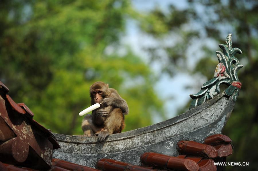 Macaques play in Qianlingshan Park, SW China(1/7)