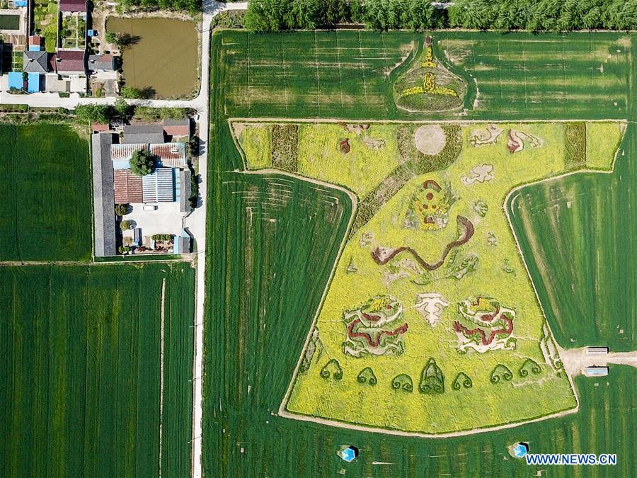 Pattern of dragon robe seen in cole flower field (1/3)