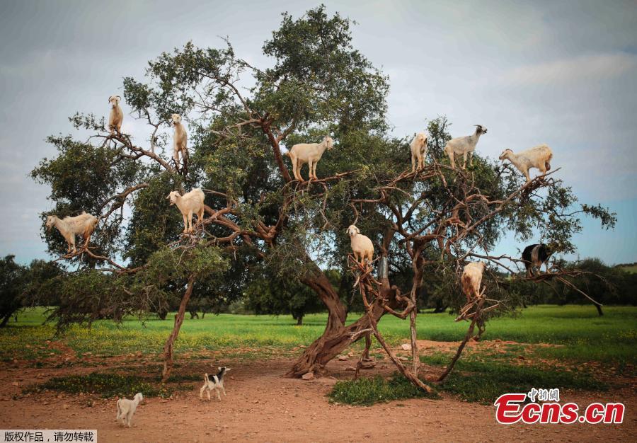 Tree climbing goats help produce Argan oil in Morocco(1/3)