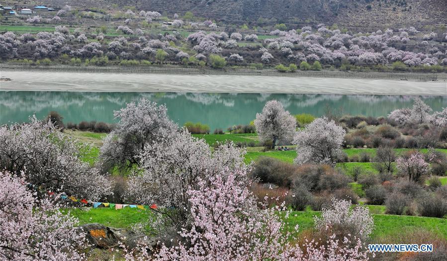 Flowers bloom along Nyang River in Tibet(1/3)