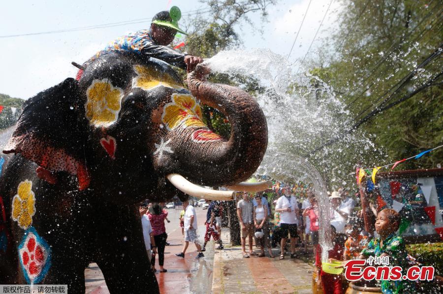 Elephant water battle heralds Thai New Year(1/4)