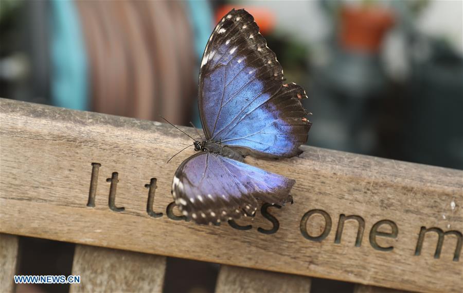 Sensational Butterflies Exhibition held at London's Natural History Museum(1/15)