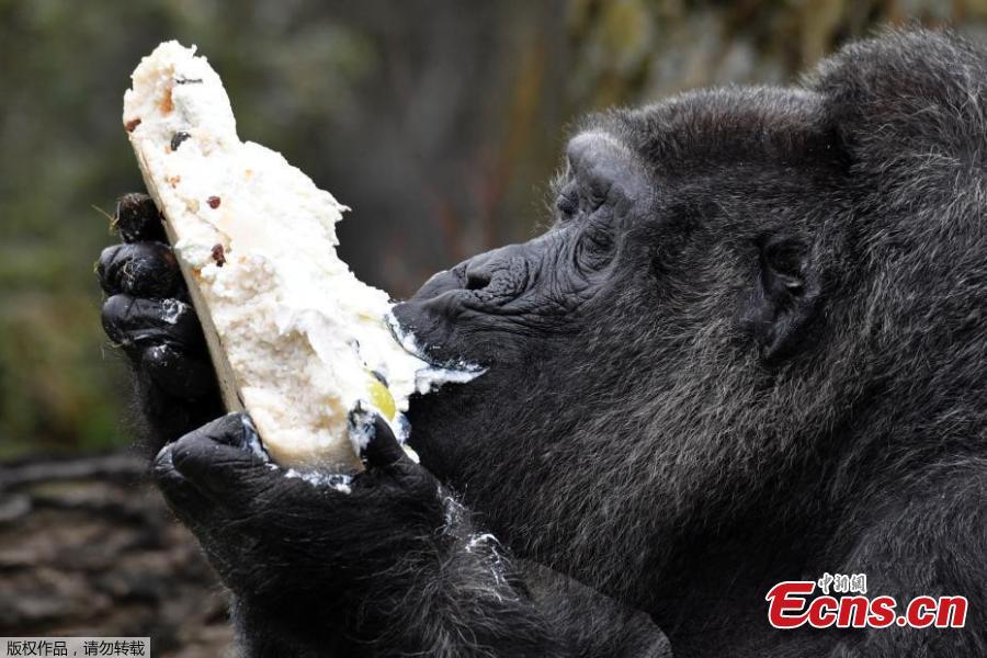 Fatou the gorilla celebrates 61st birthday at Berlin zoo(1/3)
