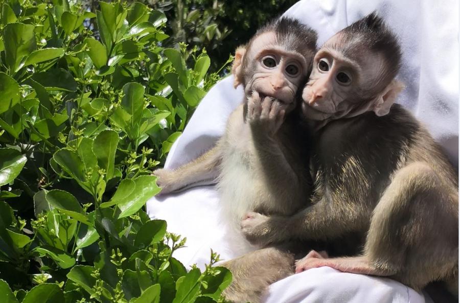 World's first cloned monkeys bask in the sun(1/5)