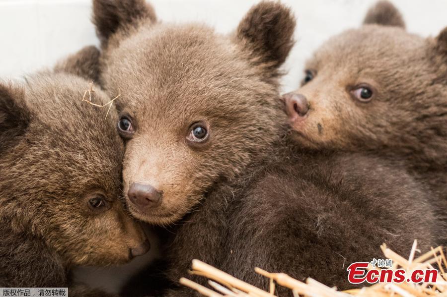 Where's mum? Three bear cubs rescued in Bulgaria(1/3)