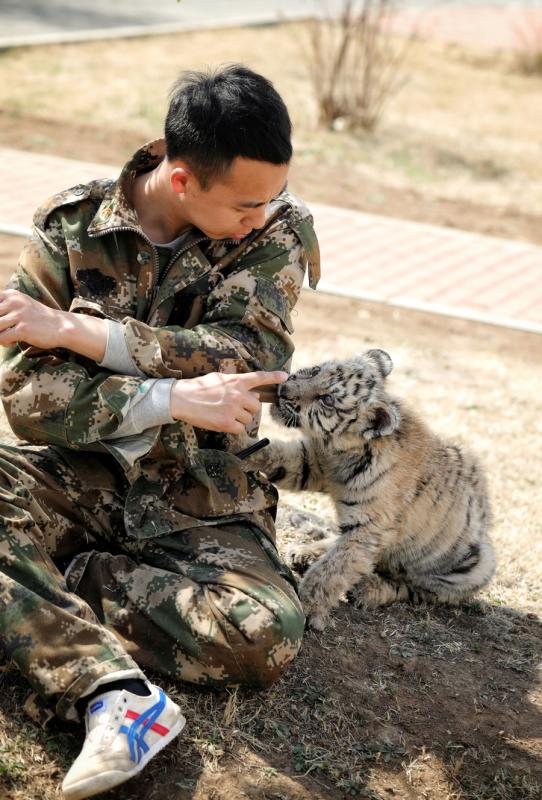 Keeper looks after newborn tiger cubs(1/8)