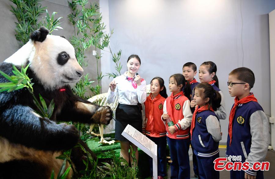 World's first plastinated giant panda displayed in Chengdu(1/8)