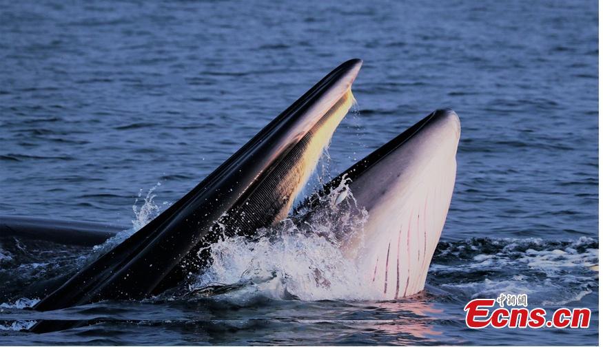 Whale pod found near shore in south China(1/3)
