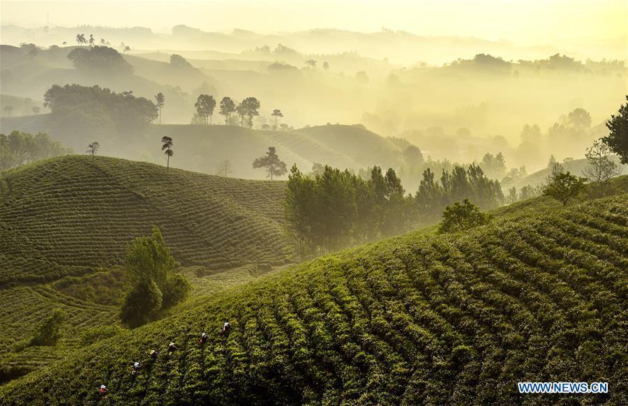 Tea garden offers jobs to poor households in C China's Henan(1/6)