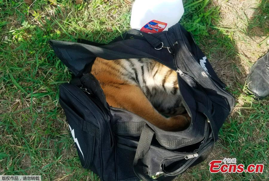 Smugglers abandon tiger cub in bag along Texas border(1/4)