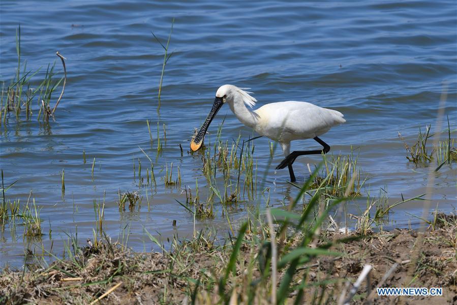 Wild birds seen in N China's Inner Mongolia(1/5)