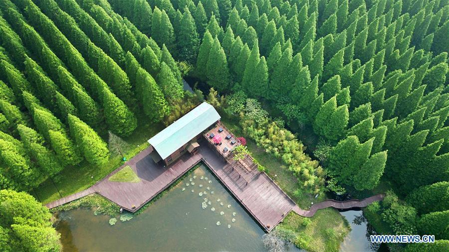 Scenery of Yellow Sea National Forest Park in Jiangsu(1/7)