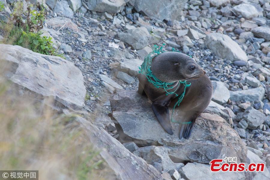 Poor seal trapped in fishing net in New Zealand(1/3)