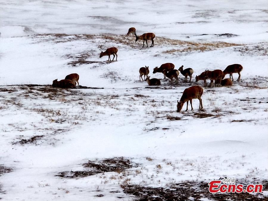 Tibetan antelope search for food in snow (1/6)