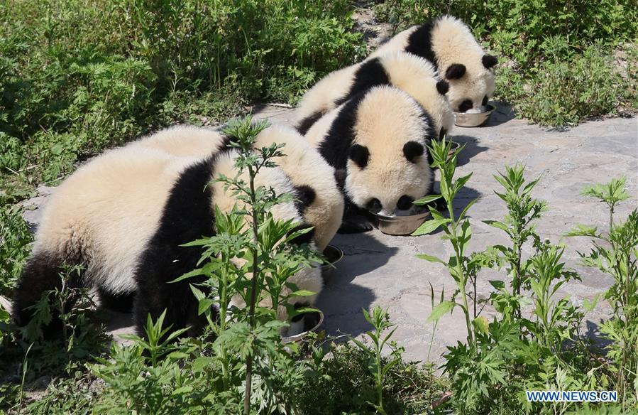 Shenshuping protection base home to more than 50 giant pandas(1/8)