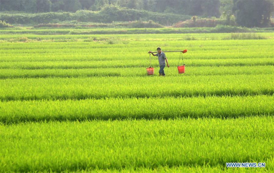 A farmer works in the field in Yongfeng County, east China\'s Jiangxi Province, May 21, 2018. (Xinhua/Liu Haojun)