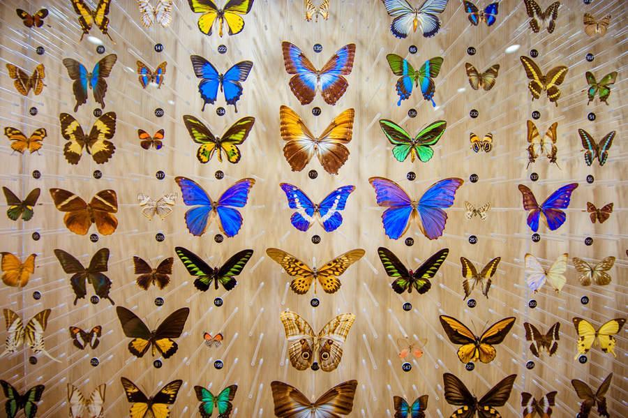 More than 400 butterfly specimens collected from around the world on display at the Chinese Luehdorfia Natural History Museum in Nanjing, Jiangsu Province on May 21, 2018. (Photo provided to chinadaily.com.cn)