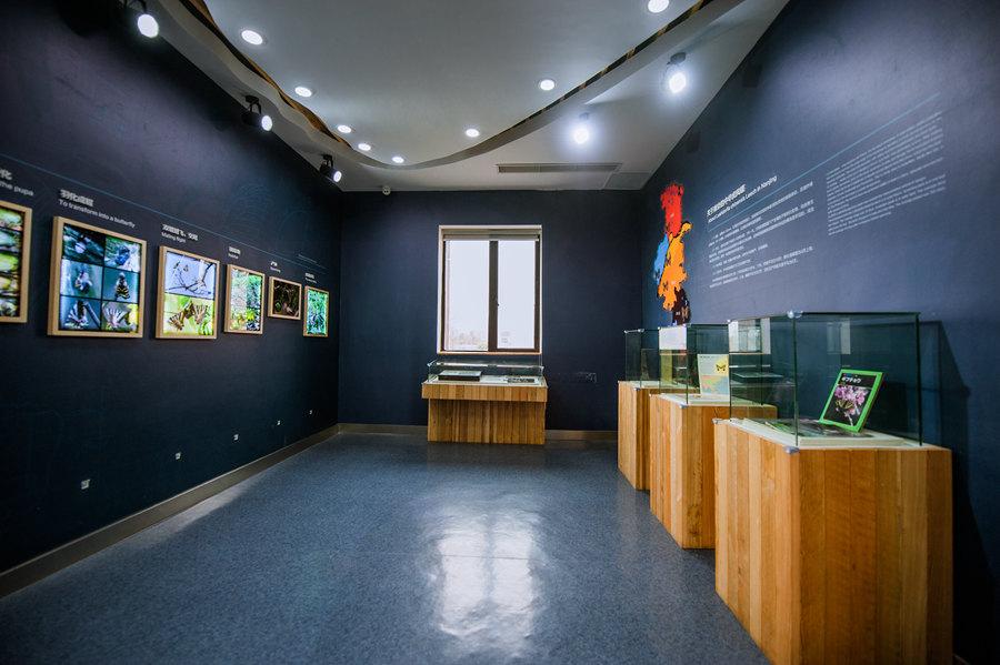The museum features images, specimens and documents narrating different life stages of the Chinese Luehdorfia. (Photo provided to chinadaily.com.cn)