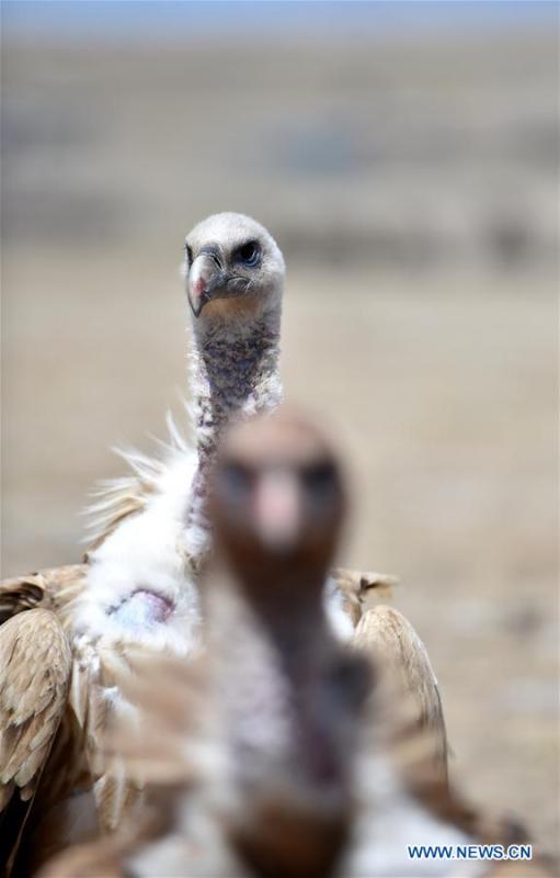 Photo taken on May 12, 2018 shows black vultures in Damxung County, southwest China\'s Tibet Autonomous Region. (Xinhua/Chogo)