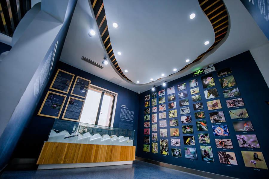 Photos of major butterfly species from around the world on display at the Chinese Luehdorfia Natural History Museum in Nanjing, Jiangsu province on May 21, 2018. (Photo provided to chinadaily.com.cn)
Visitors in March and April could also see the butterflies flying in the woods of Laoshan Mountain.
Chinese Luehdorfia is one of the five species of the Luehdorfia family. Others include Luehdorfia japonica, Luehdorfia taibai chou and Luehdorfia choui, which are mainly found in eastern Asian countries such as Japan and South Korea.
If you go:
10 a.m. - 4:30 p.m., Tuesdays to Fridays; 9 a.m. - 5 p.m., Saturdays to Sundays. Luehdorfia chinensis Natural History Museum, Shuimo Danian scenic area, Pukou district, Nanjing.
