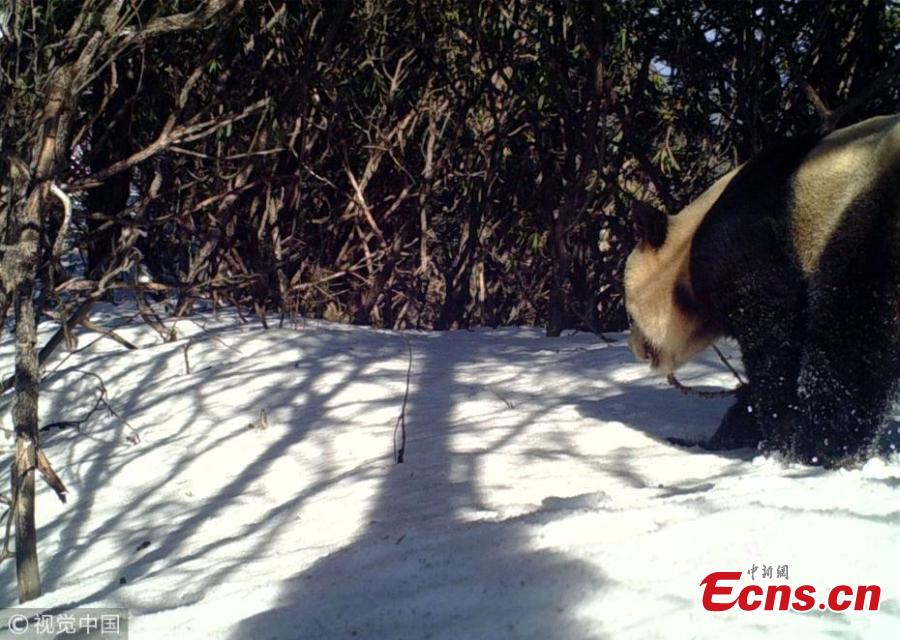 Photo taken with an infrared camera shows a wild giant panda in the Baishui River National Nature Reserve in Pengzhou City, Southwest China’s Sichuan Province. Ever since the first giant panda was found in the reserve in 2000, local authorities have increased efforts to protect biodiversity, fight against illegal hunting, and improve the local ecological system. (Photo/VCG)